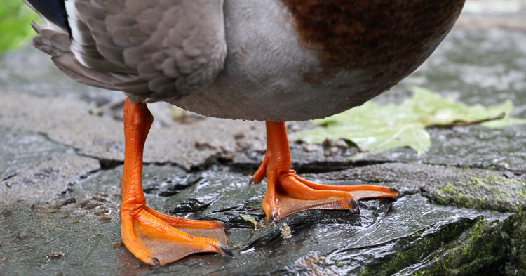 Posture Hack #1: How to Improve “Duck Feet” - Re-Kinect